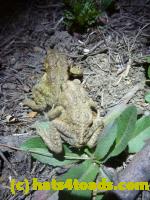 /home//u458753944/public_html/sourcegallery//////Roxborough Toad Detour/2013-2019/2013/2013-04-09/P1120084.JPG